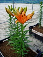 [1683 Esprit DJ No02.JPG]